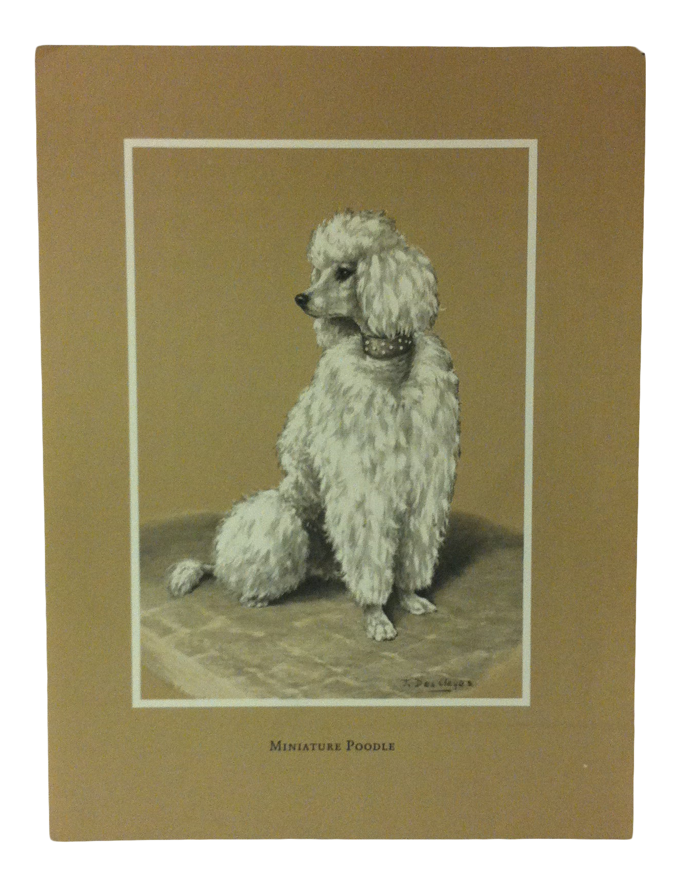 showcase miniature poodles