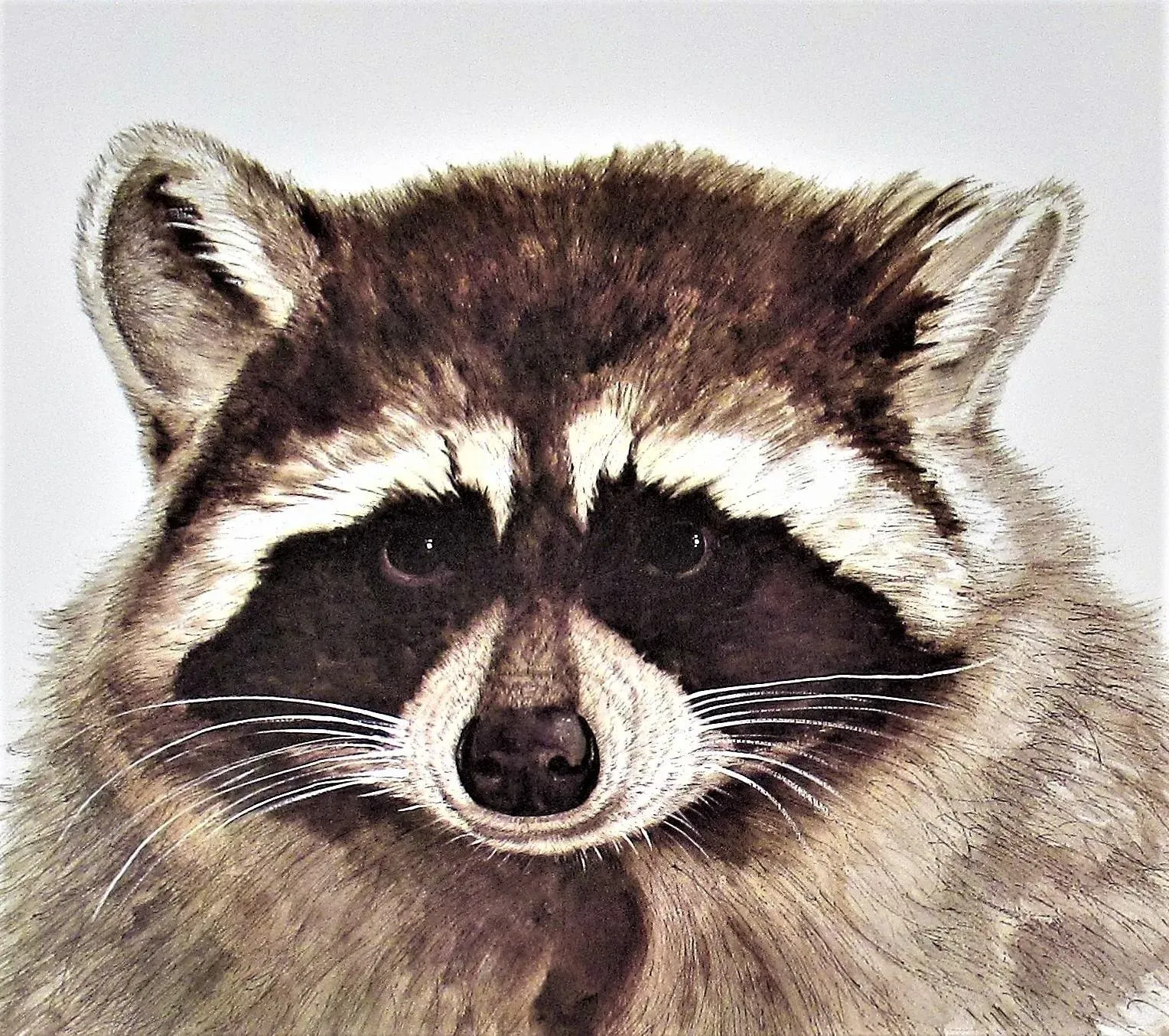 Jacquie Marie Vaux, Racoon, Circa 1990
