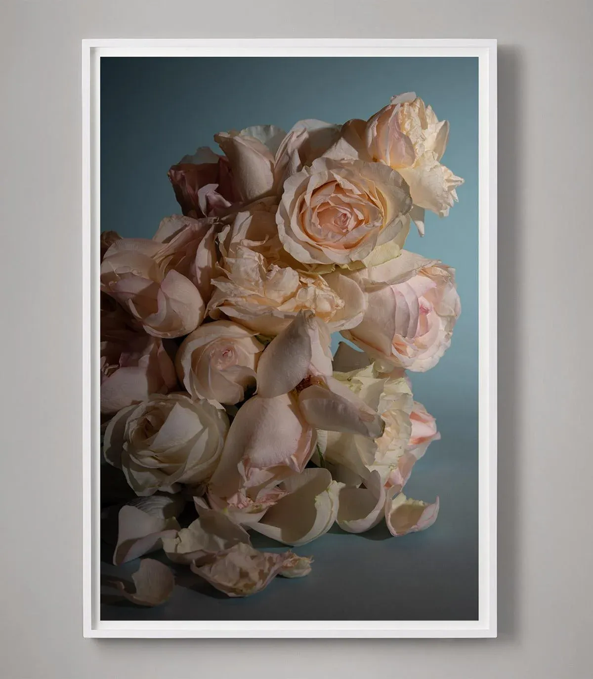 Still Life of Roses Photograph