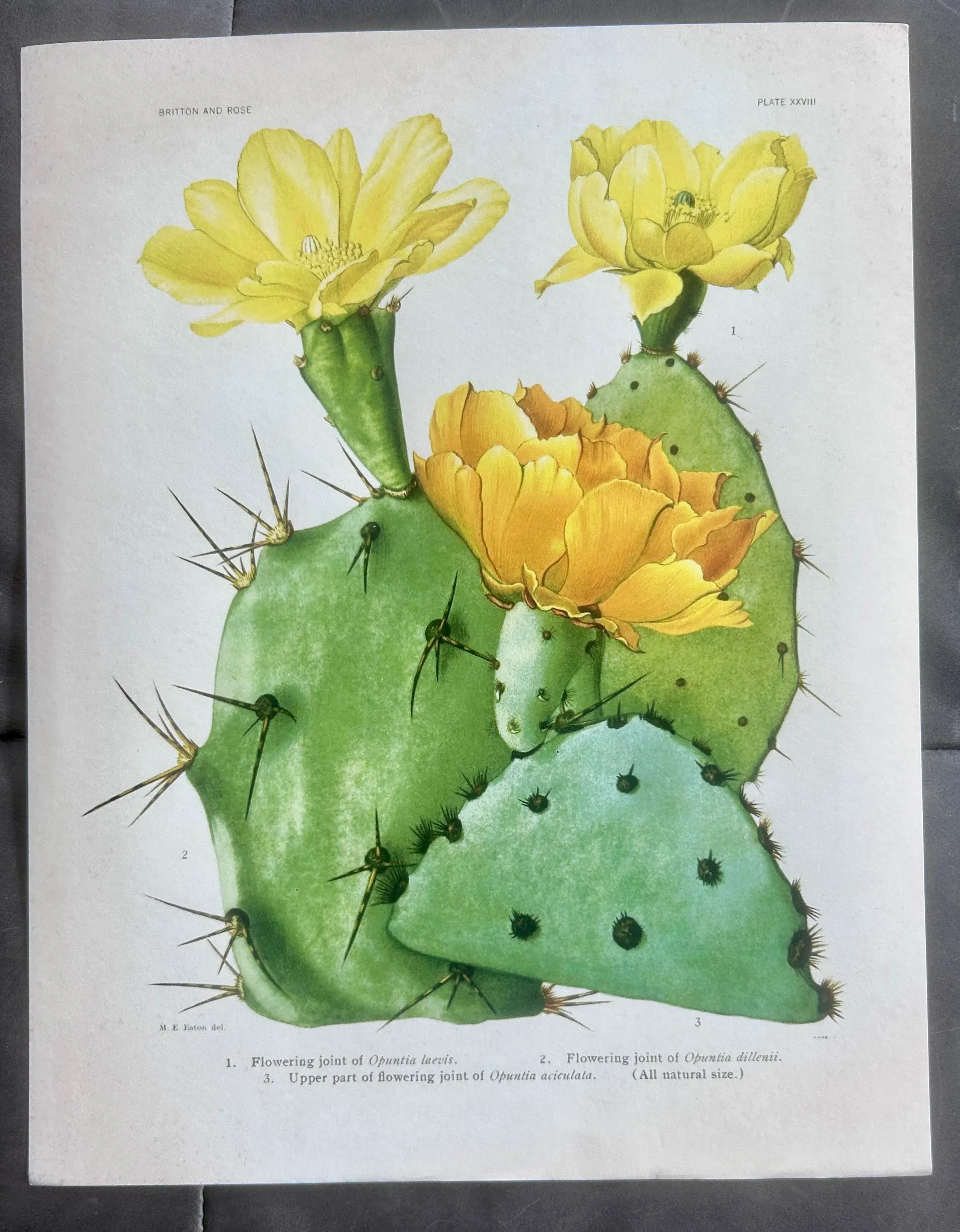 Vintage Yellow Flowering Cactus Botanical Reproduction Print