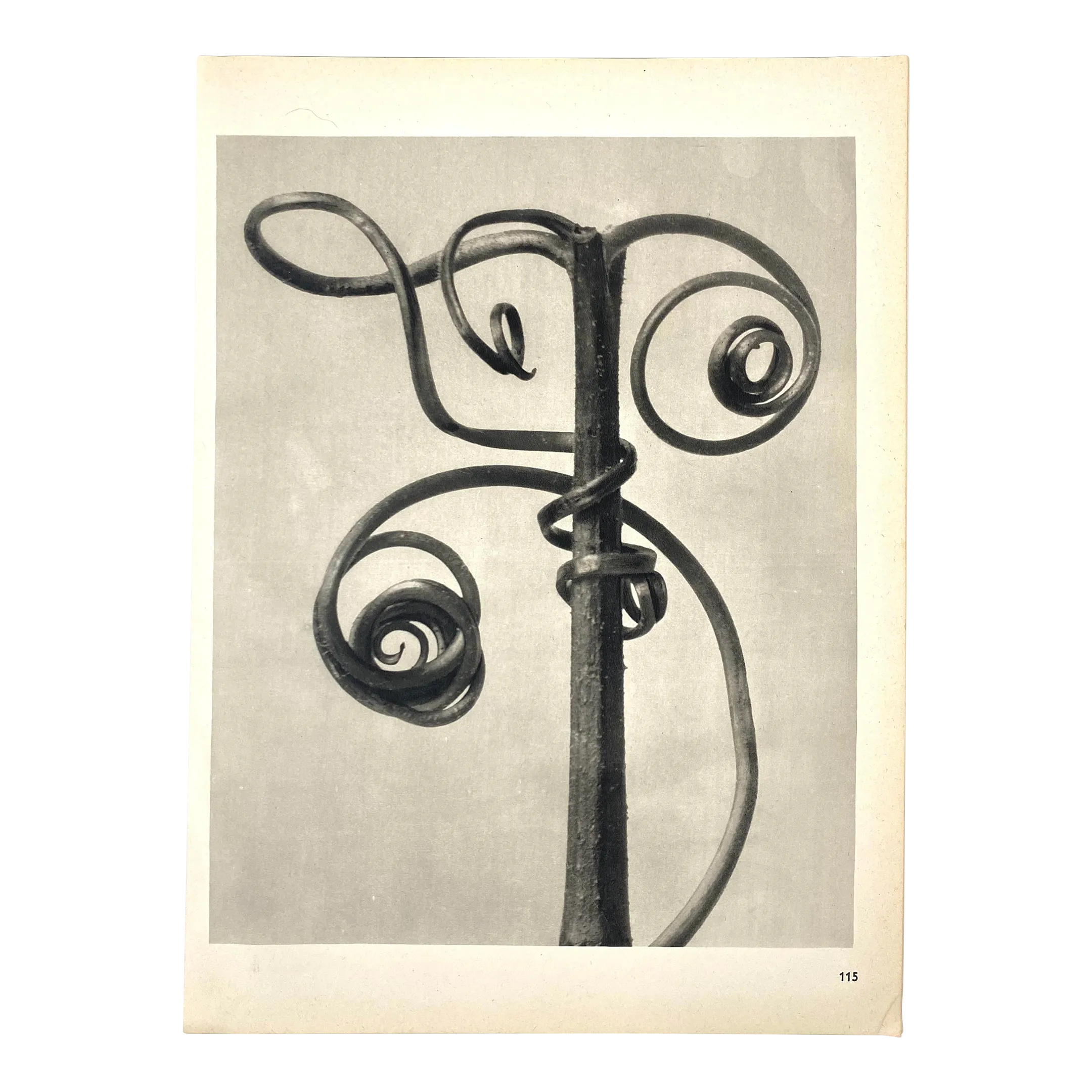 1940s Botanical Blossfeldt Print - No. 115