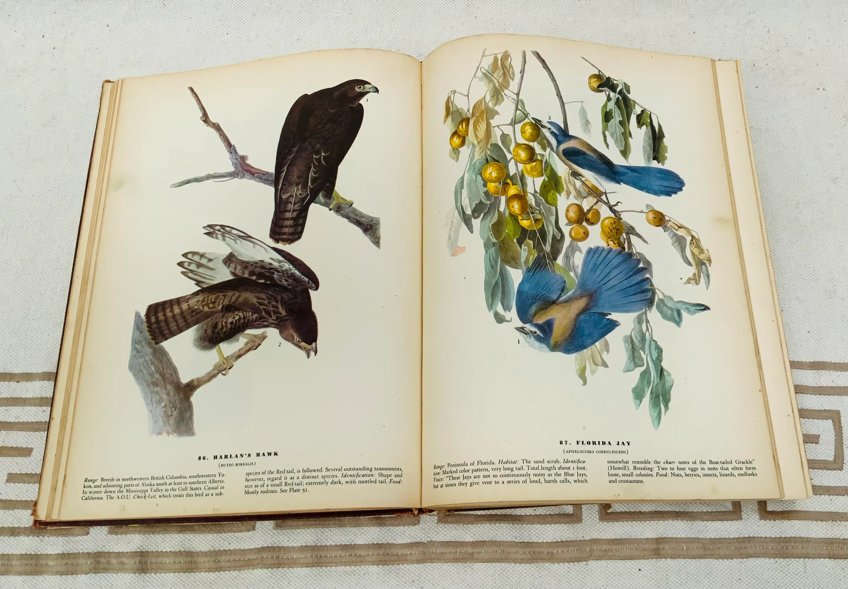 John James Audubon アメリカ鳥類博物画の本 オーデュボンの鳥 『アメリカの鳥類』セレクション