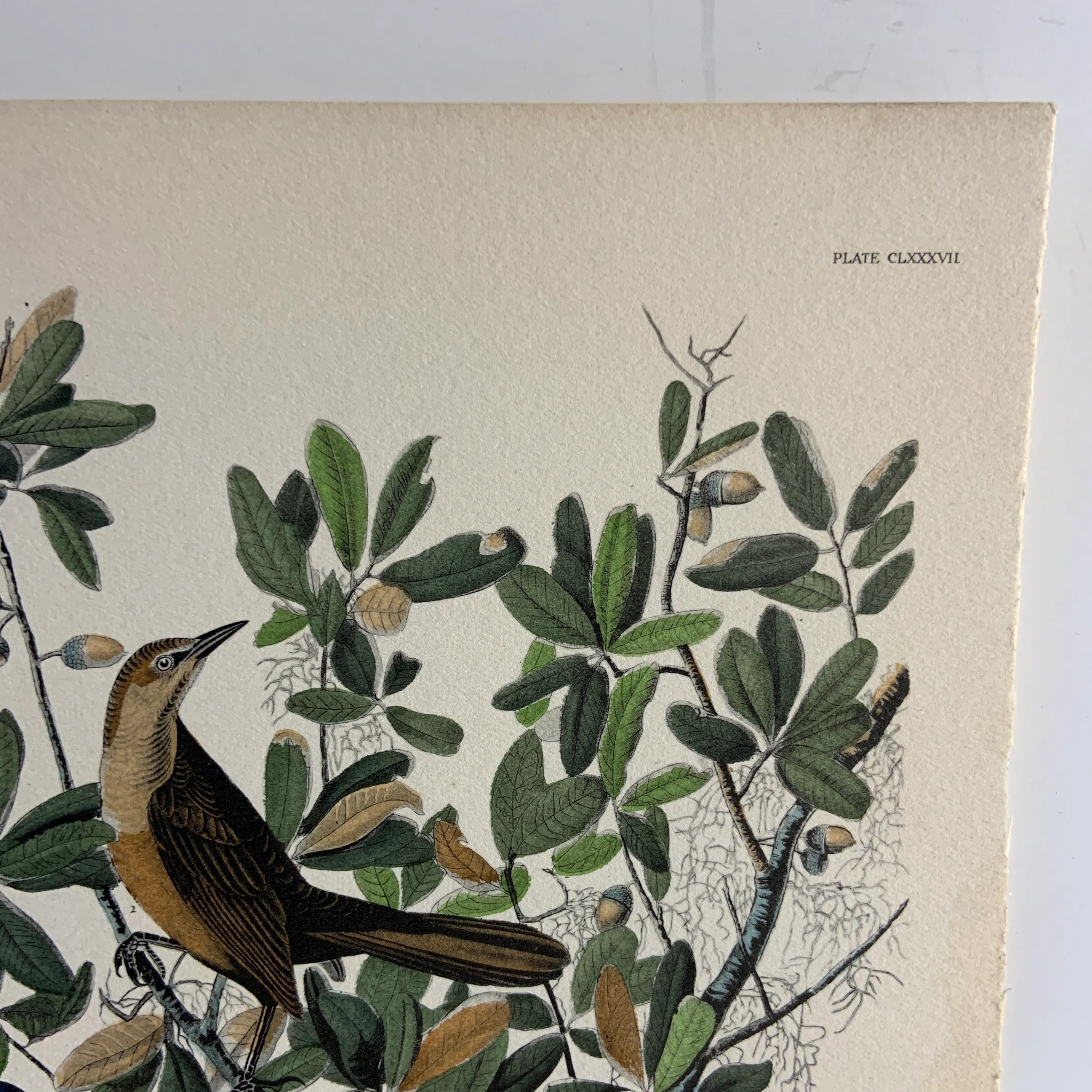 1937 Audubon Boat-Tailed Grackle Print