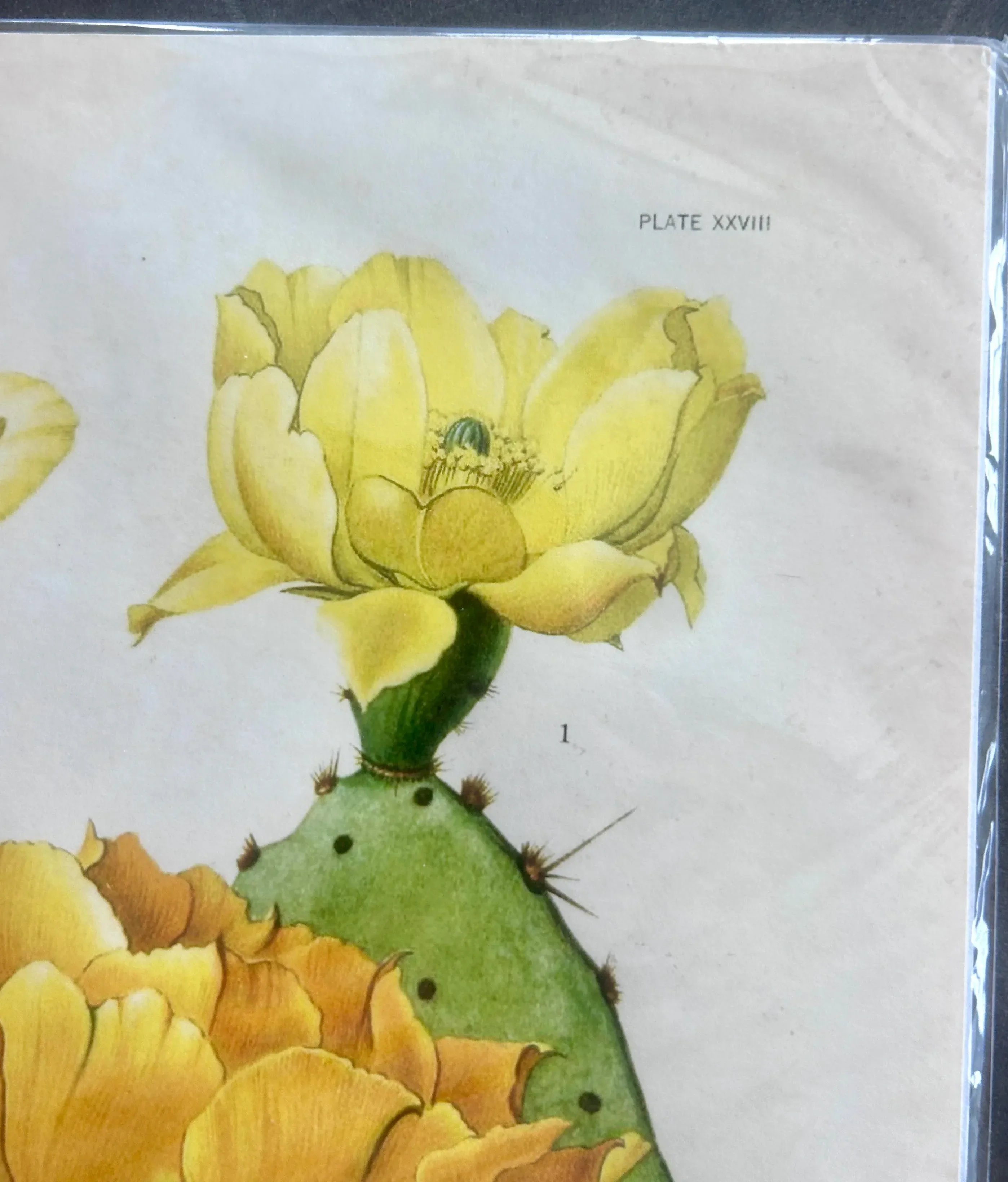 お花ぎっしり　UR Vintage Yellow Flowering Cactus Botanical Reproduction Print