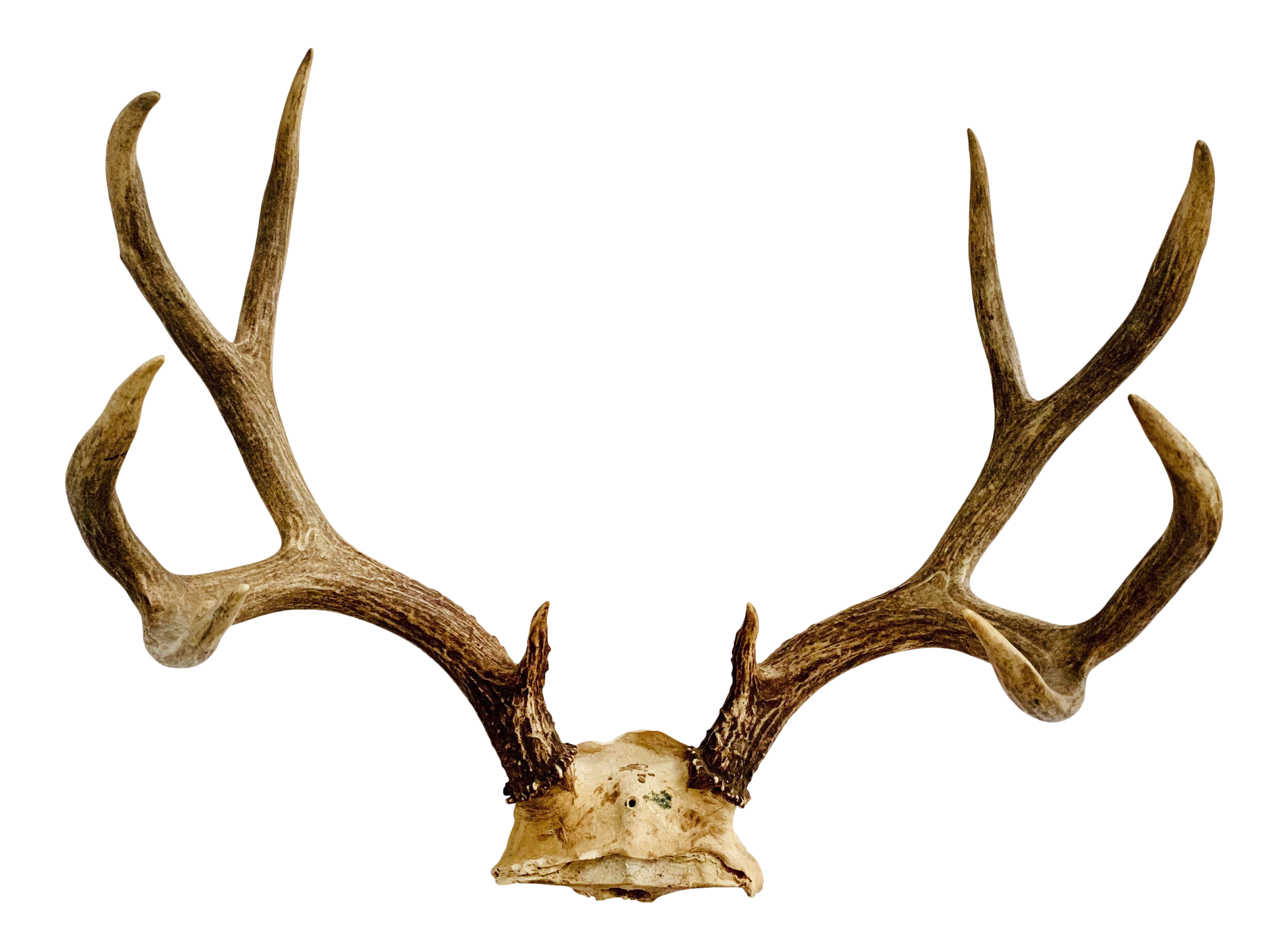 Vintage Mid Century Five Point Whitetail Deer Antlers Chairish
