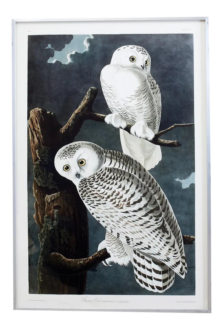 Audubon Snowy Owl Plate 121 Havell Oppenheimer Edition Chairish