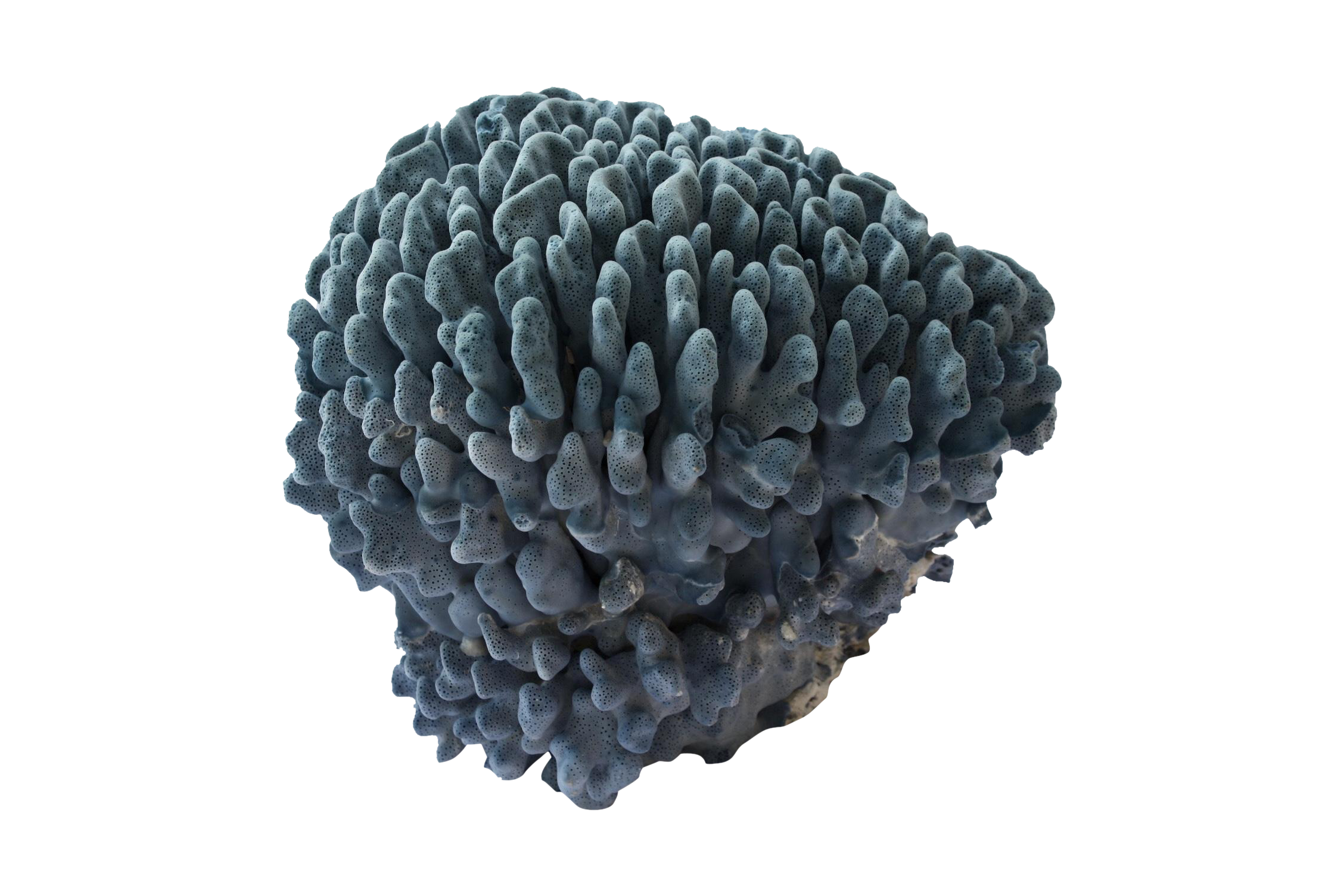 Large Blue Coral Specimen Chairish