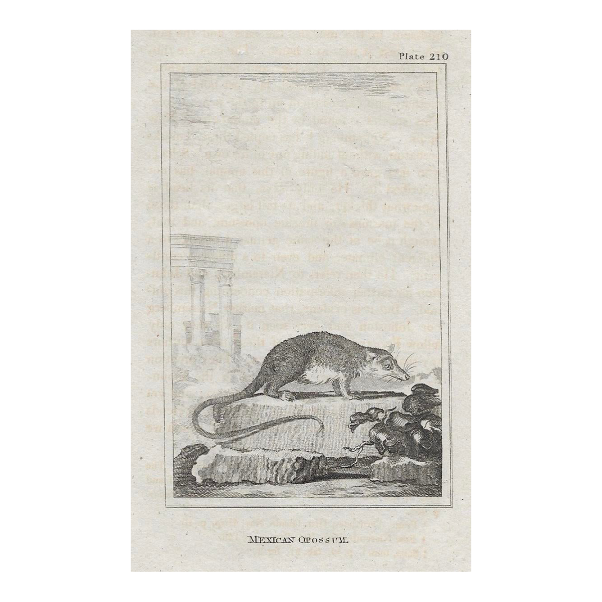 Antique Opossum Engraving