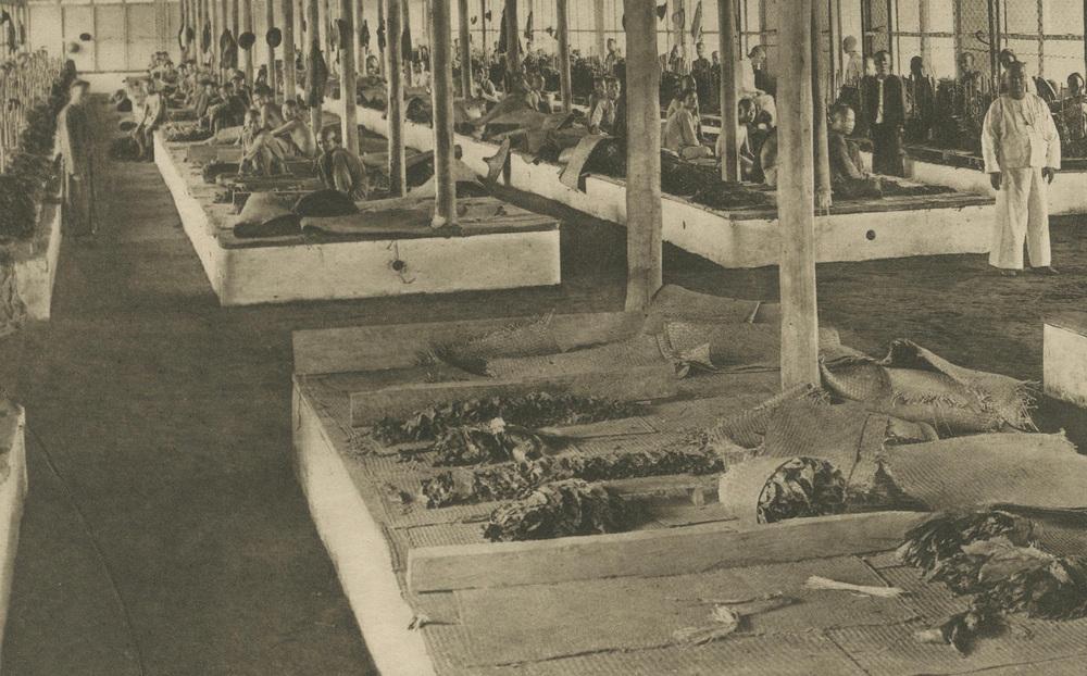 tobacco sorting Sorting Tobacco in Lengths and Colors, 1890s, Paper