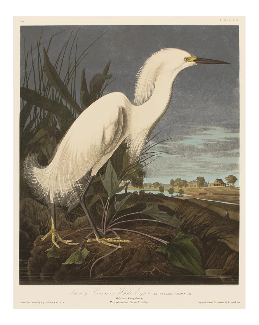 1990s-snowy-heron-or-white-