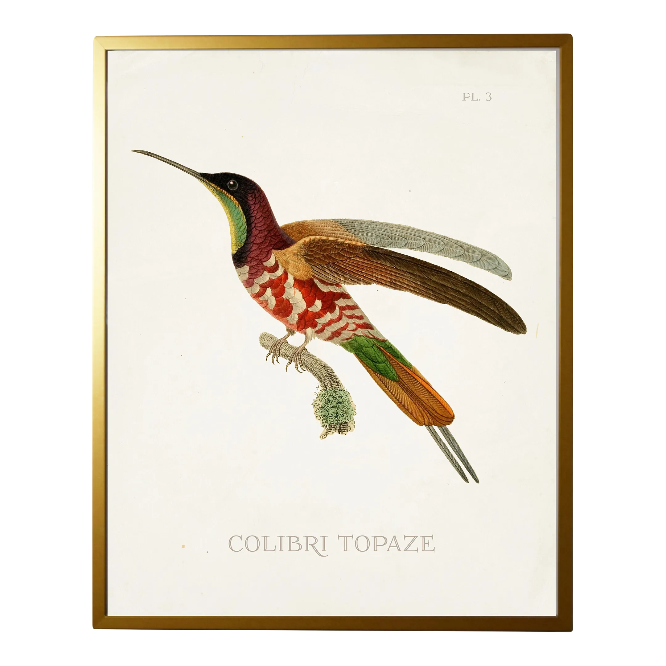 Framed Hummingbird Reproduction Print Plate 3 in a Gold Shadowbox ...