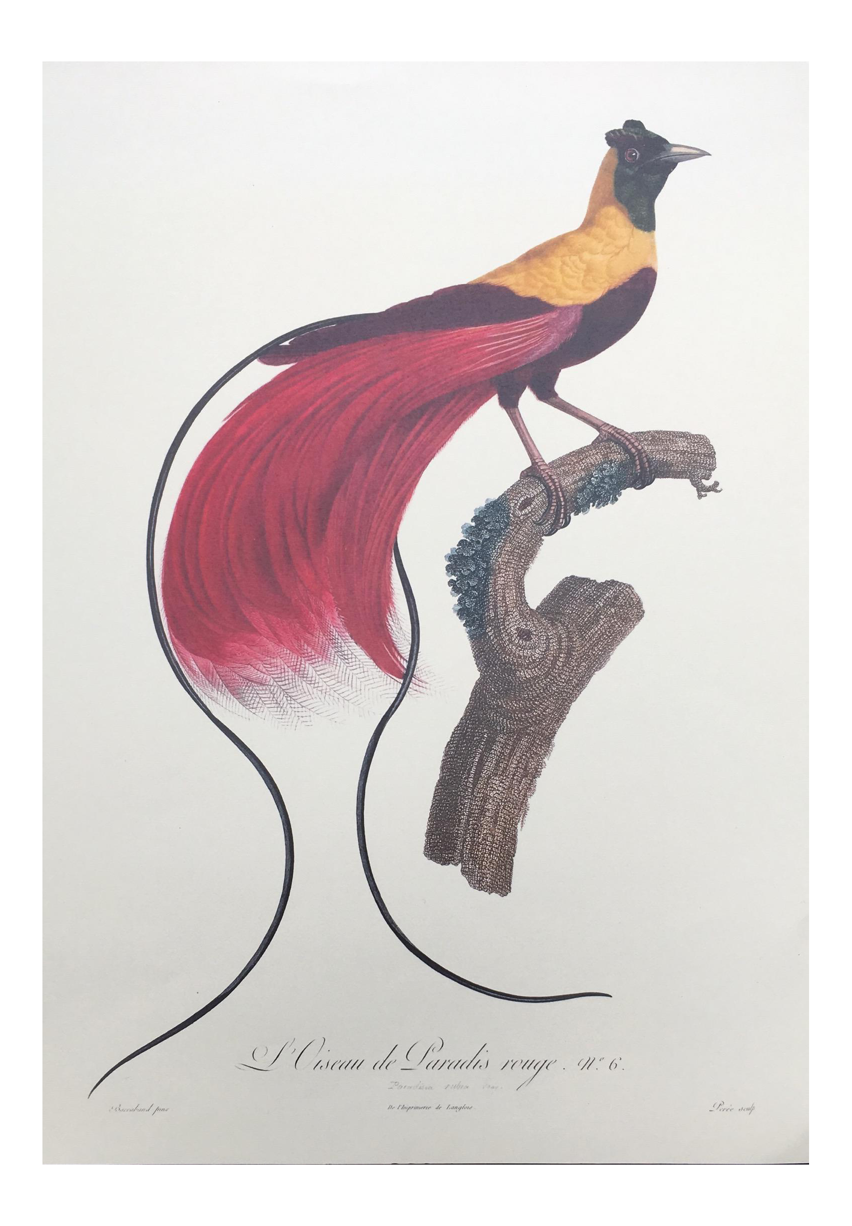 Loiseau De Paradis French Lithograph