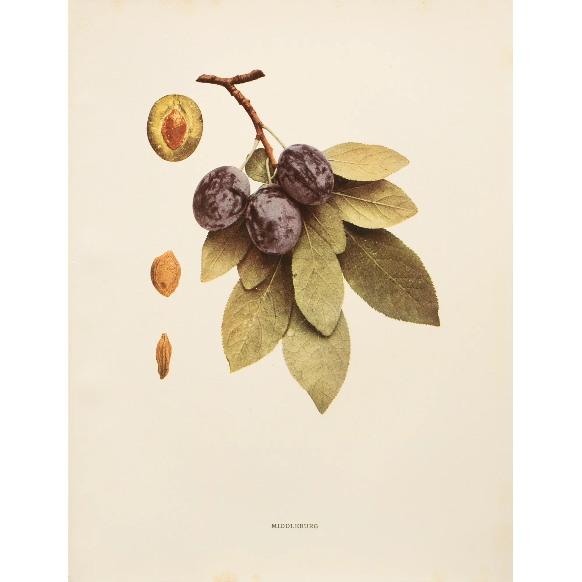 1900s U. P. Hedrick, Original Antique Photogravure of Middleburg Plums