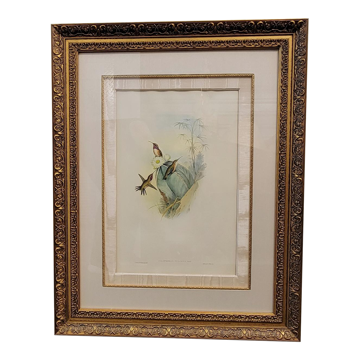 19th C Framed John Gould Hand Colored Hummingbird, Sheartail Bird Print Chairish