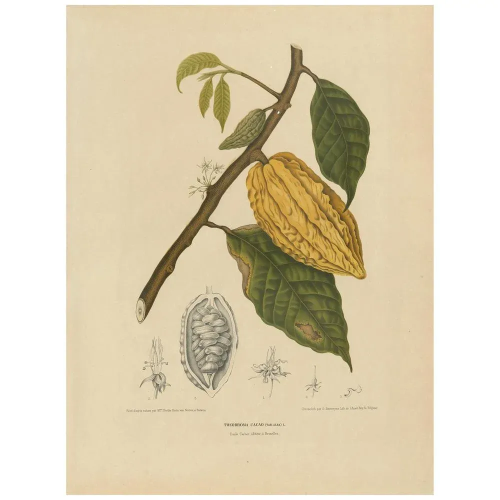 Berthe Hoola van Nooten, White Cacao Tree, 1875, Paper | Chairish
