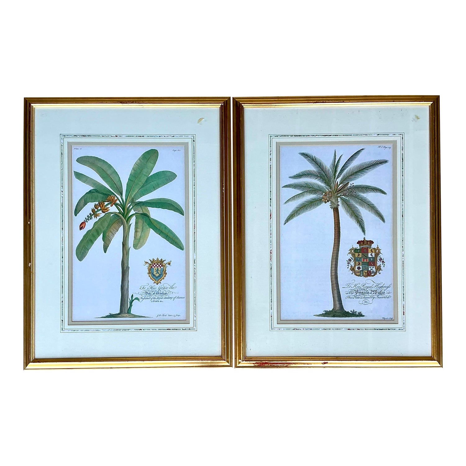 Vintage Crested Palm Etchings - A Pair