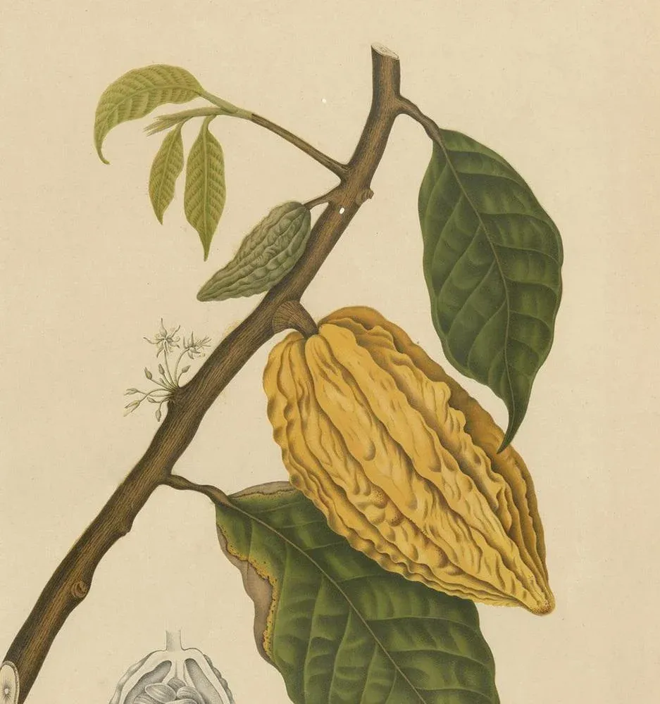 木版画 Khyber 1910 Charles van Bunschooten Berthe Hoola van Nooten, White Cacao Tree, 1875, Paper | Chairish