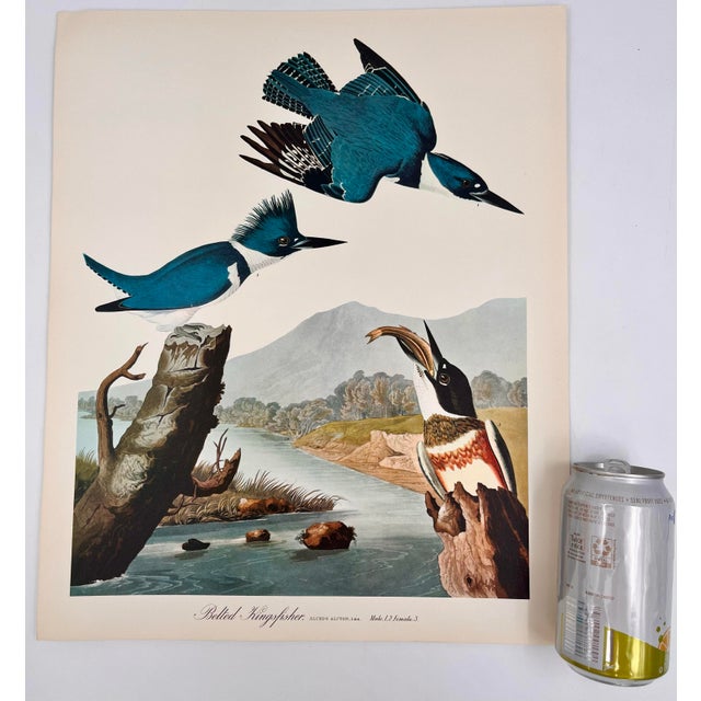 Audubon Bird Print – “Belted Kingfisher”, 1964 Abrams Folio – Vintage Ornithology Art 1964 print from "The Audubon Folio:...