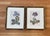1960s Gilded Black and Gold Gilt Framed Purple Botanical Flower Prints - Set of 2 For Sale In New York - Image 6 of 6