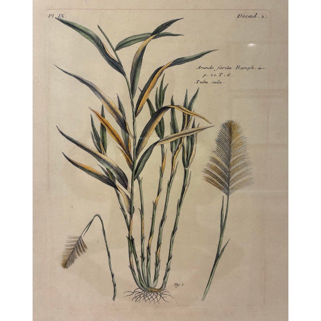 A beautifully detailed French-style botanical illustration depicting *Arundo farcla*, a tall, graceful grass species,...