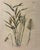 A beautifully detailed French-style botanical illustration depicting *Arundo farcla*, a tall, graceful grass species,...