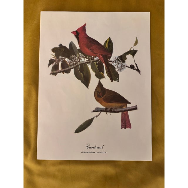 John James Audubon Northern Cardinal – Vintage Audubon-Style Bird Print For Sale - Image 4 of 5