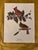 John James Audubon Northern Cardinal – Vintage Audubon-Style Bird Print For Sale - Image 4 of 5