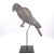Metal Tole Folk Art Parrot on Later Stand, Possibly French or French Colonial, Circa 1900 For Sale - Image 7 of 9