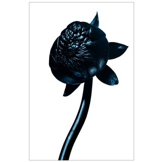 Dahlia Bud — Sivan Roshianu, Limited Edition Metal Print (Edition of 5) For Sale