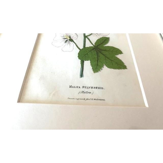 English Small Framed and Matted Botanic Lithograph Print of Malva Sylvestris/Mallow From 'The Illustrated Botany' 1846-1847 For Sale - Image 3 of 6