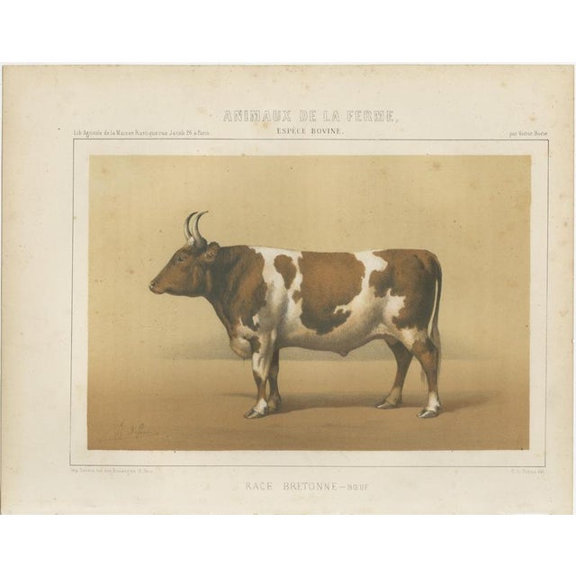 Borie, Breton Ox, French Cattle Breed, 1863, Paper For Sale - Image 3 of 9