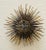 Diminutive Gilt Iron Two-Tier Sunburst Wall Sculpture by William Bowie USA, Circa 1970s, Unmarked. A fine example of...
