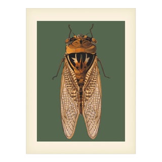 Bugs by Seguy #1 For Sale