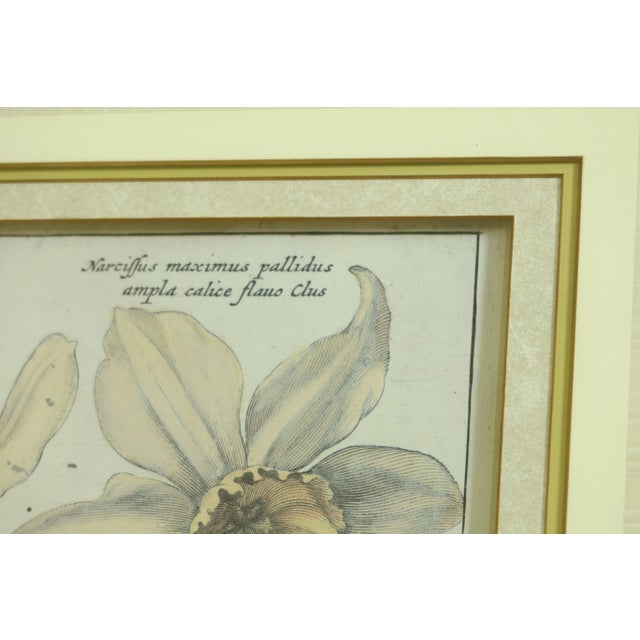 Silver Framed & Matted Botanical Prints - a Pair For Sale - Image 4 of 8