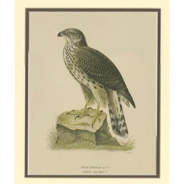 Northern Goshawk, 1917, Lithograph For Sale - Image 6 of 10