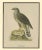 Northern Goshawk, 1917, Lithograph For Sale - Image 6 of 10