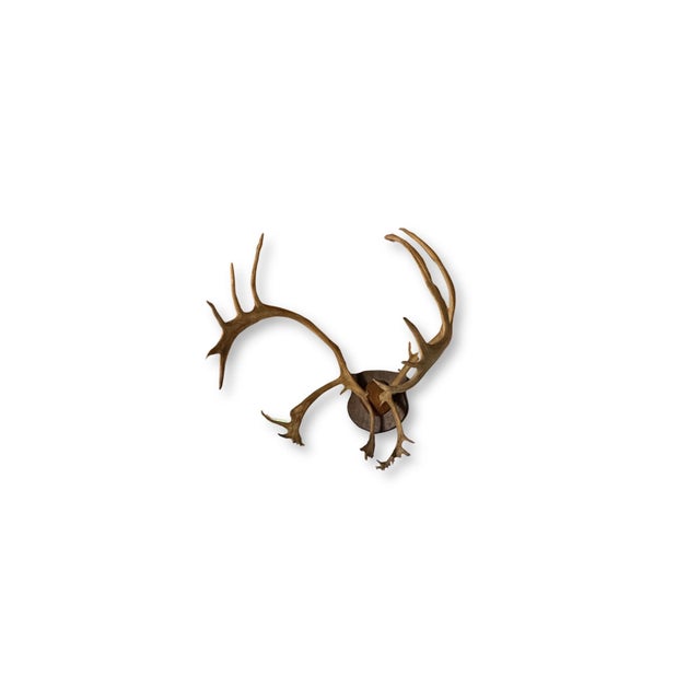 A striking set of North American elk antlers mounted on a wood plaque, showcasing the species’ signature sweeping beams...