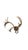 A striking set of North American elk antlers mounted on a wood plaque, showcasing the species’ signature sweeping beams...