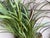 Brown Vintage Palecek Faux Rattan Wall Planters With Faux Grasses - A Pair For Sale - Image 8 of 11
