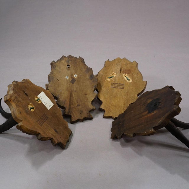 Wood Vintage Set of Four Chamois Trophies on Carved Plaques, Germany Ca. 1950s For Sale - Image 7 of 7