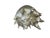 1990s Vintage Silver Seashell Conch Shell Table Decor Beach House Summer Decor For Sale - Image 5 of 8