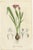 Louis van Houtte, Botany Illustrations of Cuphea, Tigridia, Moraea, Tree Mallow, Prints, Set of 6 For Sale - Image 3 of 11