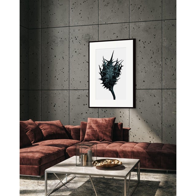 Contemporary Thorn by Sivan Roshianu – Limited Edition Abstract Photograph | Unframed, Signed Archival Print For Sale - Image 3 of 5