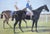 Poster Sz: 11 3/8"H x 16" 1/4"W Frame Sz: 12 1/4"H x 17 1/8"W Horseracing Poster For The Inaugural U.K. v U.S.A. 'Chivas...