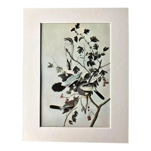 Vintage John James Audubon Matted Print, 1966: Northern Shrike