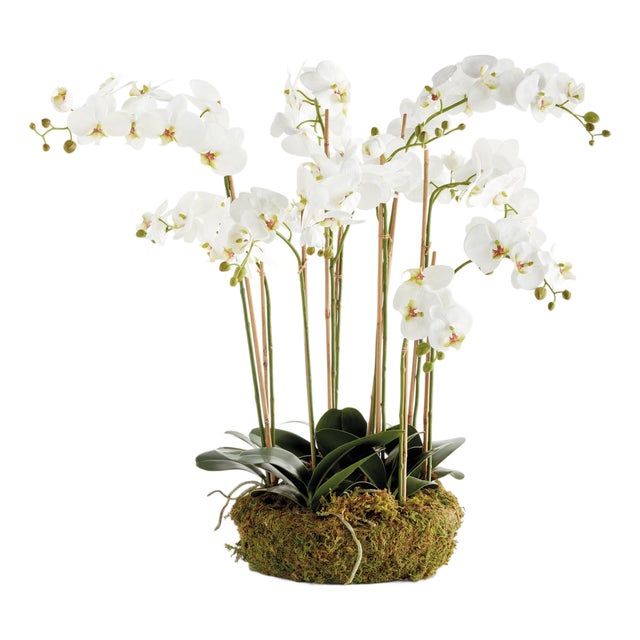Phalaenopsis Orchid Bowl Drop-In 35" For Sale