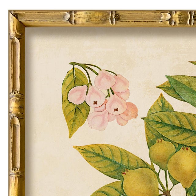 Various Artists Reproduction Giclee Print of Vintage Fruit & Flowers (2) Art Print, Framed For Sale - Image 4 of 6