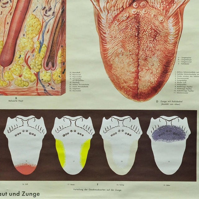 1980s Vintage Human Skin Tongue Rollable Medical Wall Chart Poster For Sale - Image 5 of 6