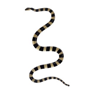 1782 Vintage Snake Art Print by Bhawani Das – Indian Natural History Wall Art - 36" X 54" For Sale