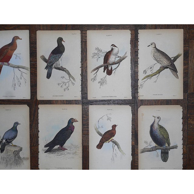 Antique 19th Century Hand-Colored Exotic Bird Engravings - Pigeons - Set of 12 For Sale - Image 4 of 6